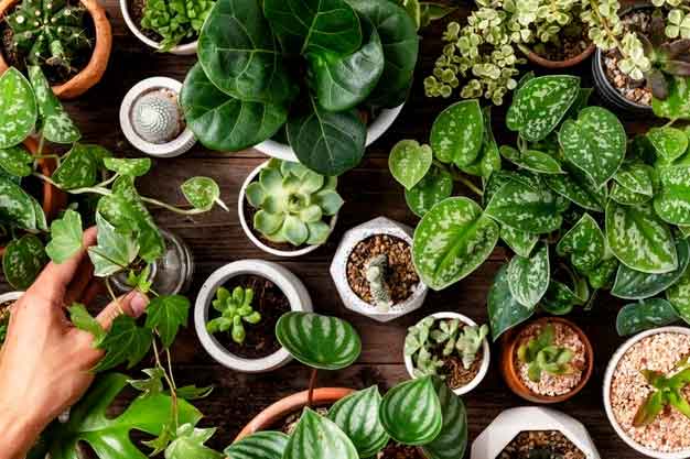 7 Auspicious Feng Shui Plants