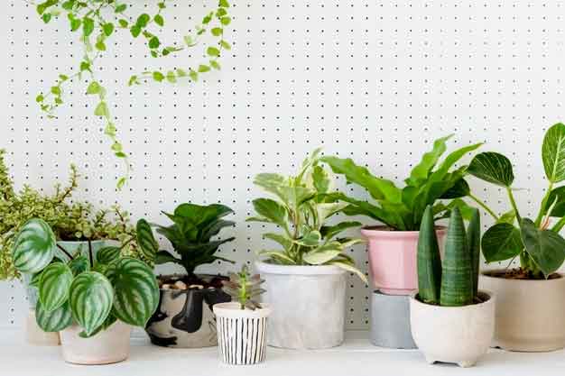 Interior Designing for Properties in Thane | Lucky plants for the home
